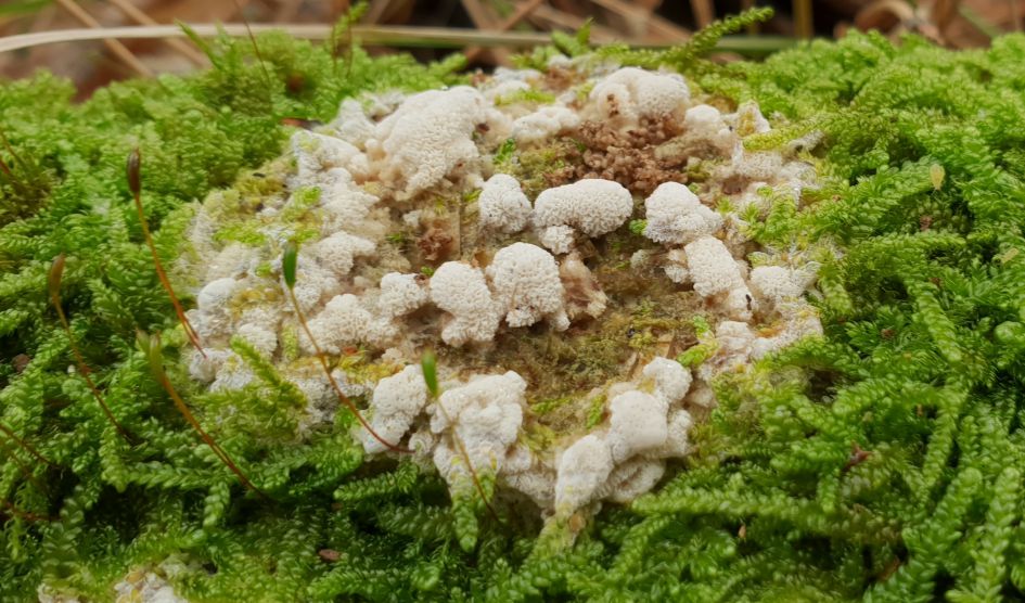 Is dit een boompuist?